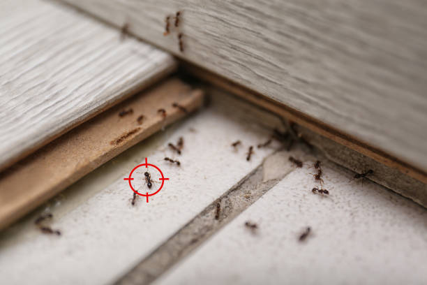 Best Termite Control Services  in Altamont, TN